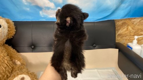 成約済の兵庫県のポメチワ:ポメラニアン×チワワ-314425の8枚目